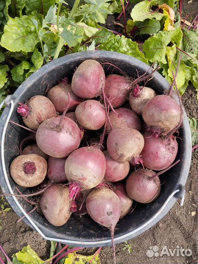 Свекла оптом, новый урожай