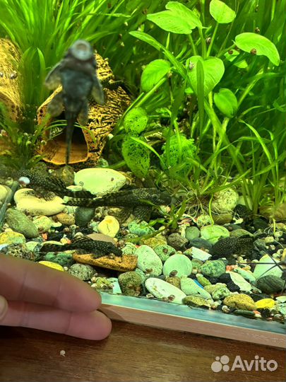 Сомики анциструсы