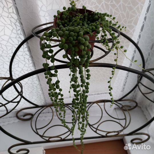 Крестовник роули