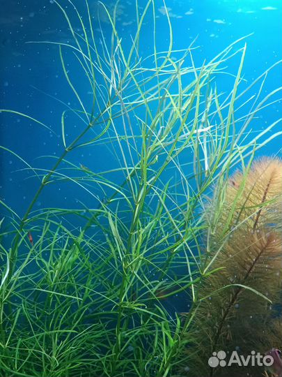 Аквариумные растения