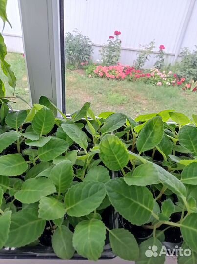 Глоксиния детки