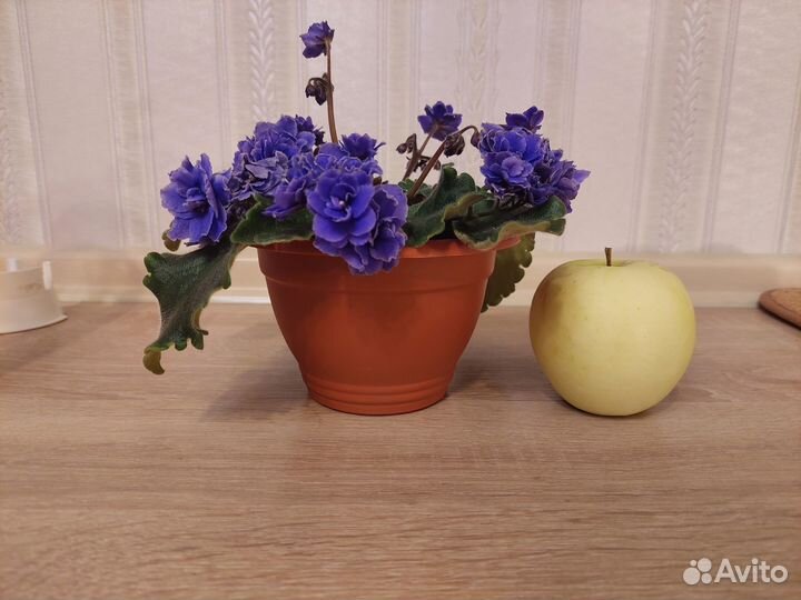 Фиалка цветущая