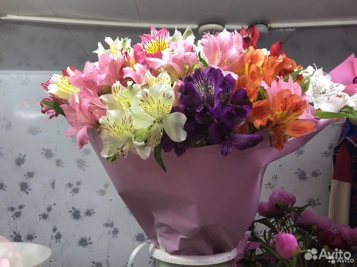 Цветок Альстермерия, Перуанская Лилия