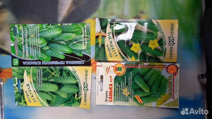 Семена огурцов