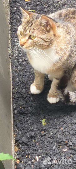 Кошечка в добрые руки