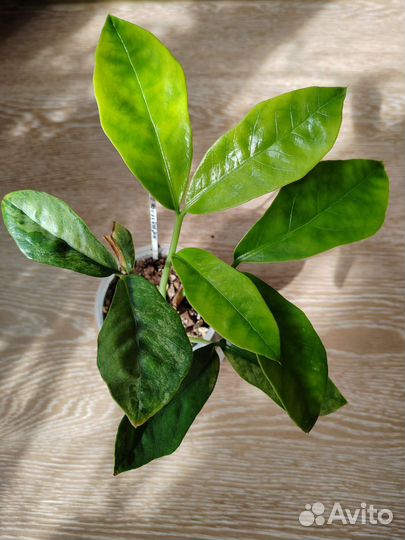 Гибискус. Зефирантес