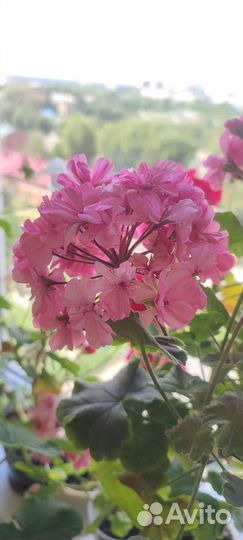 Комнатные растения