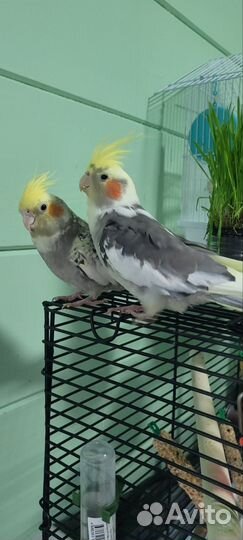 Попугай Корелла