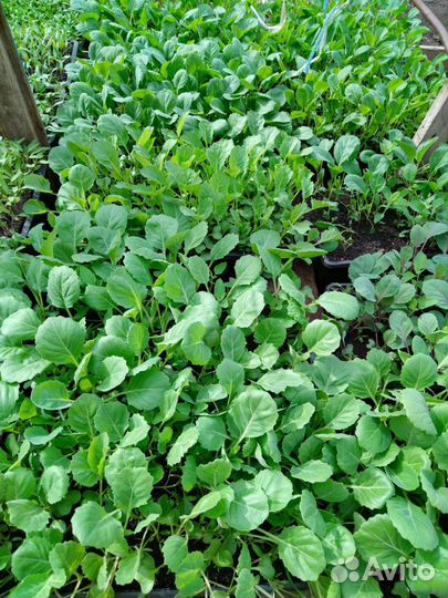 Рассада огорцы,помидоры,перец,баклажан,капуста