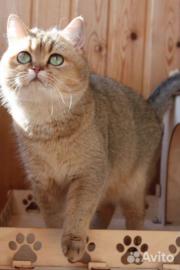 Родились котята от этой прекрасной пары