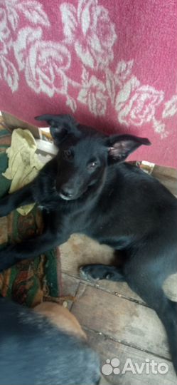 Отдам в добрые руки