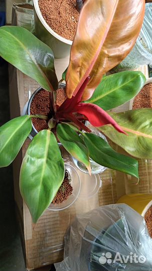 Филодендрон Принц Оранж/Рэд Кинг