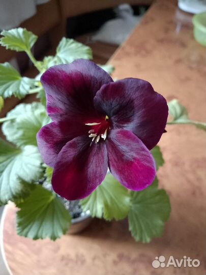 Пеларгония