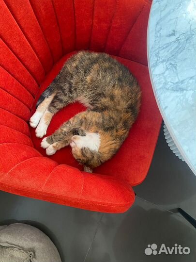 Трехцветная кошка бесплатно