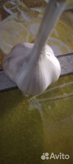 Семена чеснока