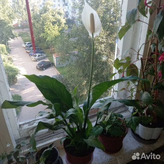 Детки цветка «женское счастье» (спатифиллум)