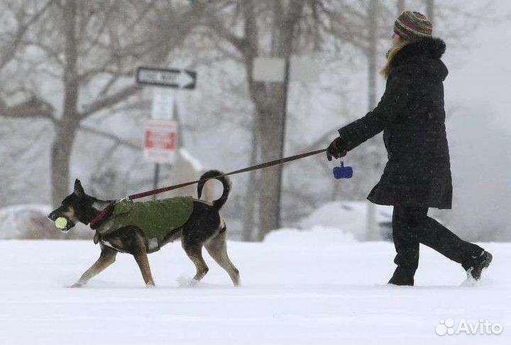 Выгул собак
