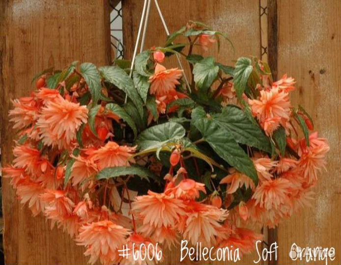 Бегония Махровая Ампельная Begonia Belleconia