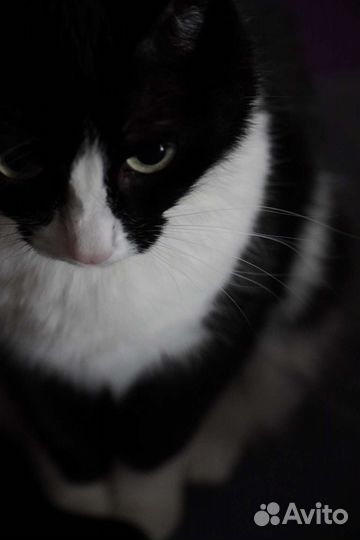 Кошачьи усы