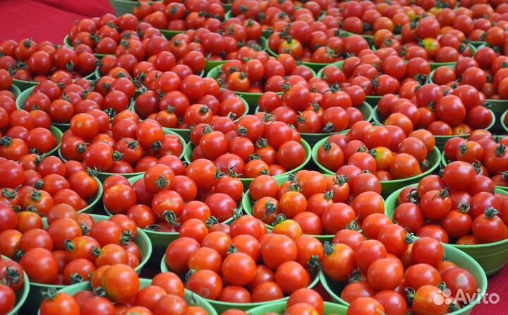 Продам семена