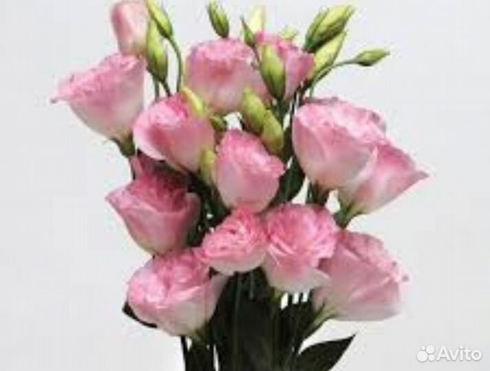 Эустома рассада