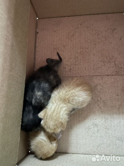 Котята в добрые руки даром