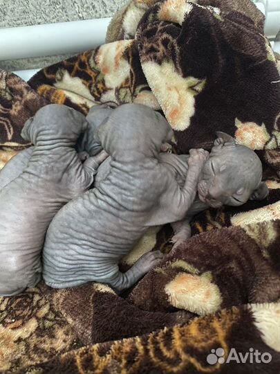 Канадский сфинкс котенок