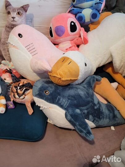 Гуси в разных расцветках, кот в акуле, сова, шлёпа