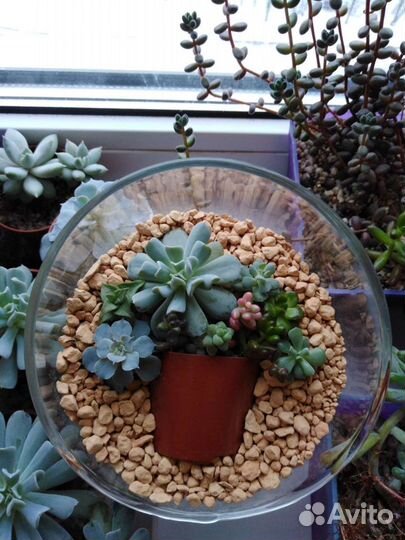 Суккуленты, флорариумы