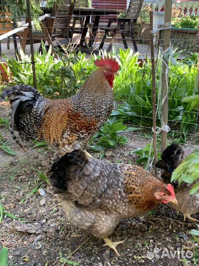 Инкубационное яйцо белефельдер