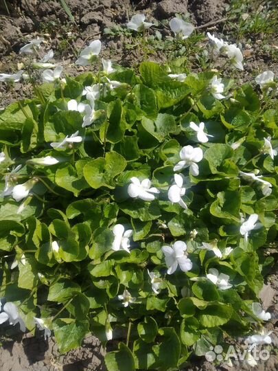 Фиалка садовая