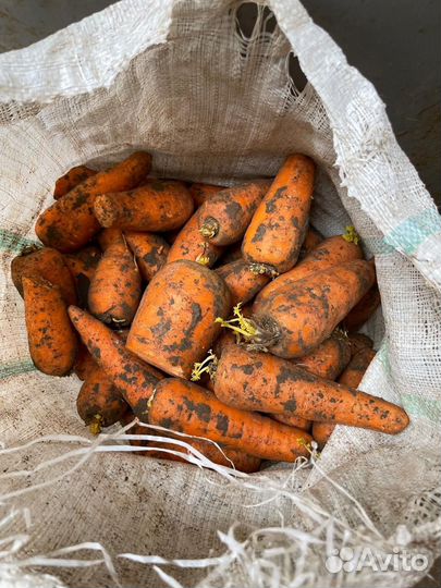 Продаю морковь на корм животным