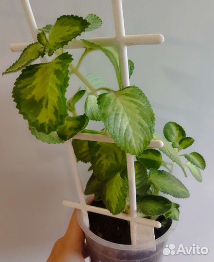 Комнатные цветы