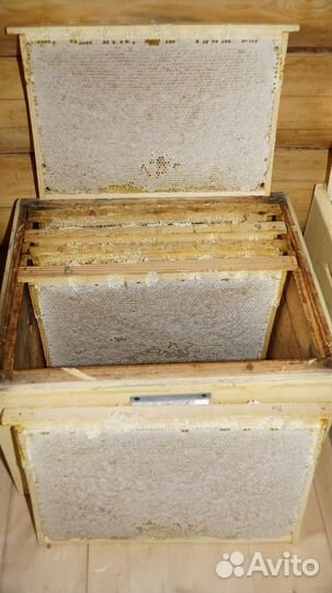 Мёд натуральный, зрелый 3л (1 банка в наличии)