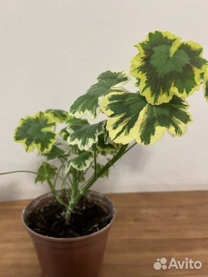 Герань пеларгония