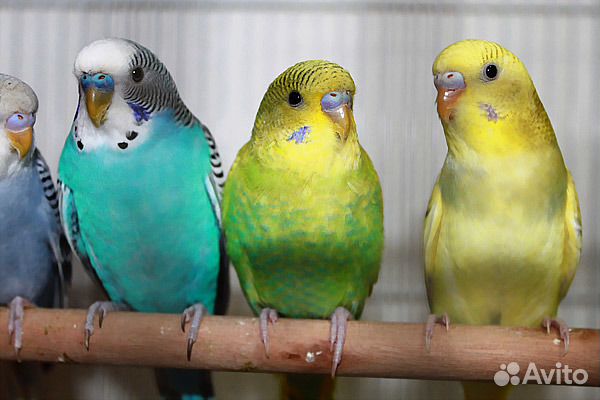 Волнистые попугаи