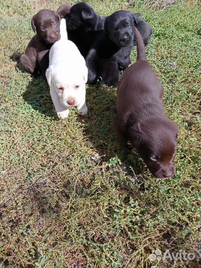 Щенки лабрадора