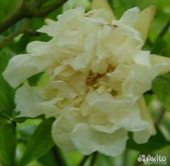 Коллекция комнатных гранатов