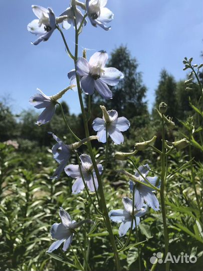 Дельфиниум