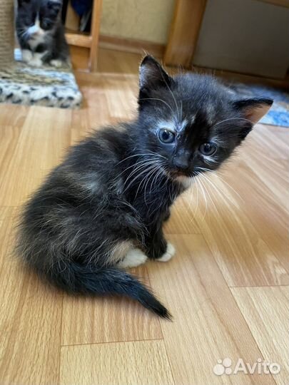 Котята в добрые руки девочки