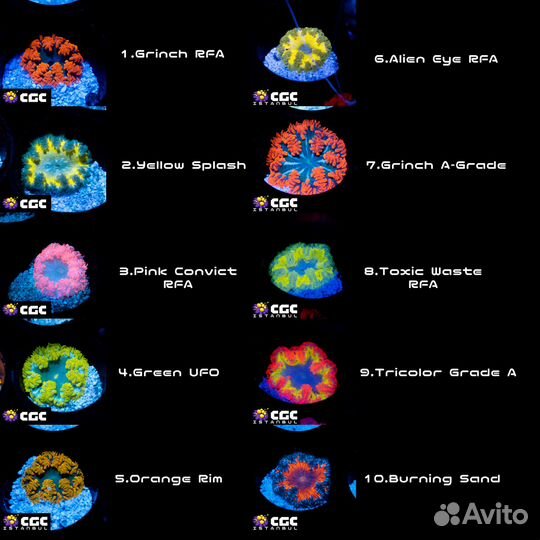 Анемоны - Rock flower (RFA, Роканемоны)