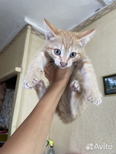 Котята