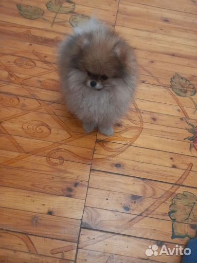 Померанский шпиц мини