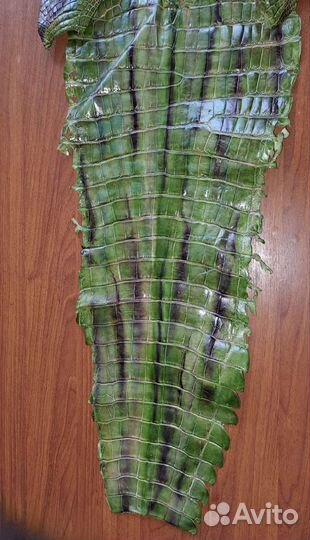 Шкура Аллигатора