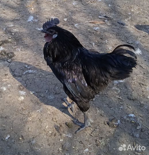 Шёлковый петушок