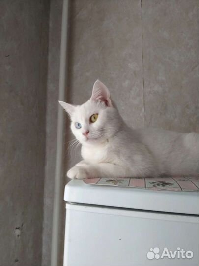 Кошка с разными глазами