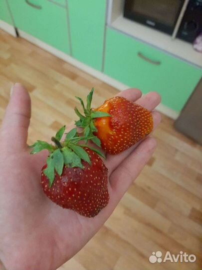 Рассада клубники