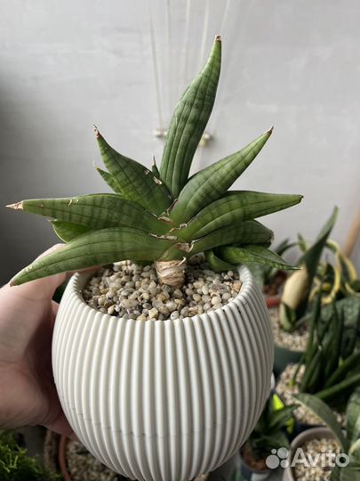 Сансевиерия бонселенсис