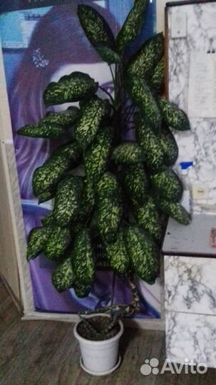 Диффенбахия