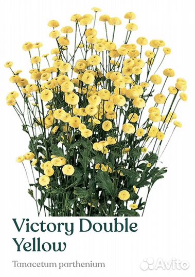 Рассада танацетума (матрикарии)